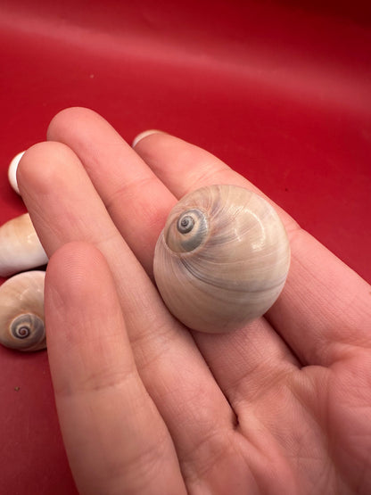 Processed Whale’s Eye Moon Snail Shells – 1" & 1-1.5" Craft Shells (Neverita didyma)