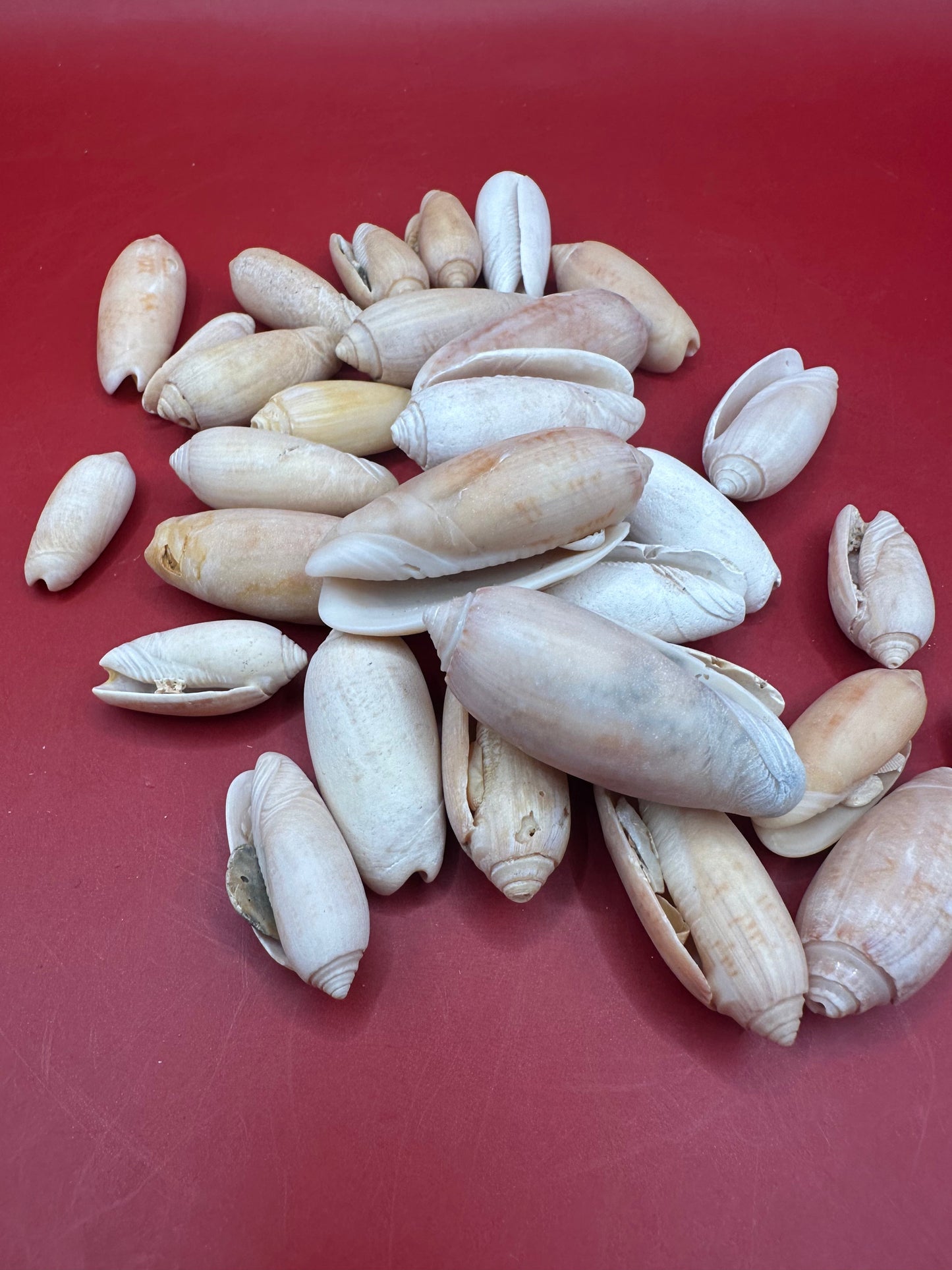 Bulk Olive Shells (Olividae) – 1.5 lbs Beach Weathered Craft Shells 1-2"