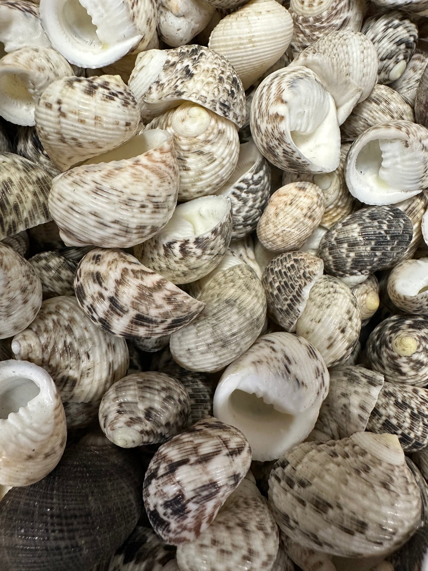 Mixed Nerita Shells – 1” & Under Craft Shells Nerita sp.