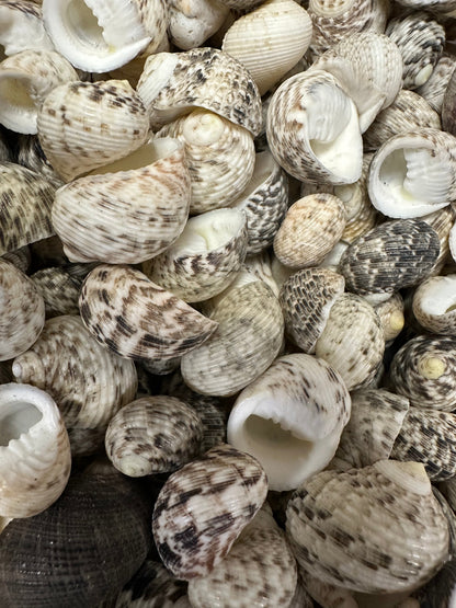 Mixed Nerita Shells – 1” & Under Craft Shells Nerita sp.