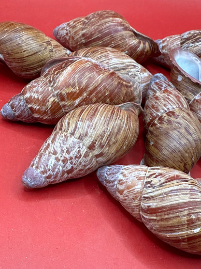 Chrysallis chrysalidformis Land Snail Shells – 2–3" for DIY Projects