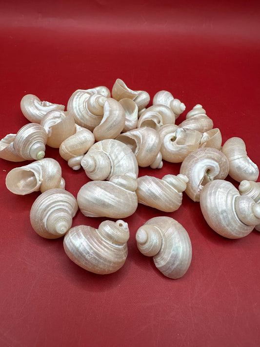 Bulk Pearl Jade Turbo Shells – 1-1.5" Craft Shells for DIY & Wedding Decor