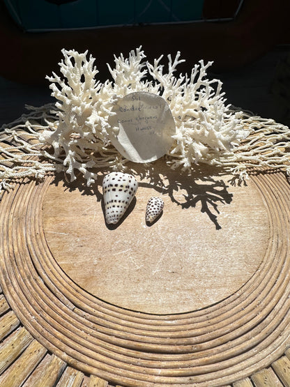 Ivory Cone Shell Duo with Documentation – Perhentian Island – Set of 2