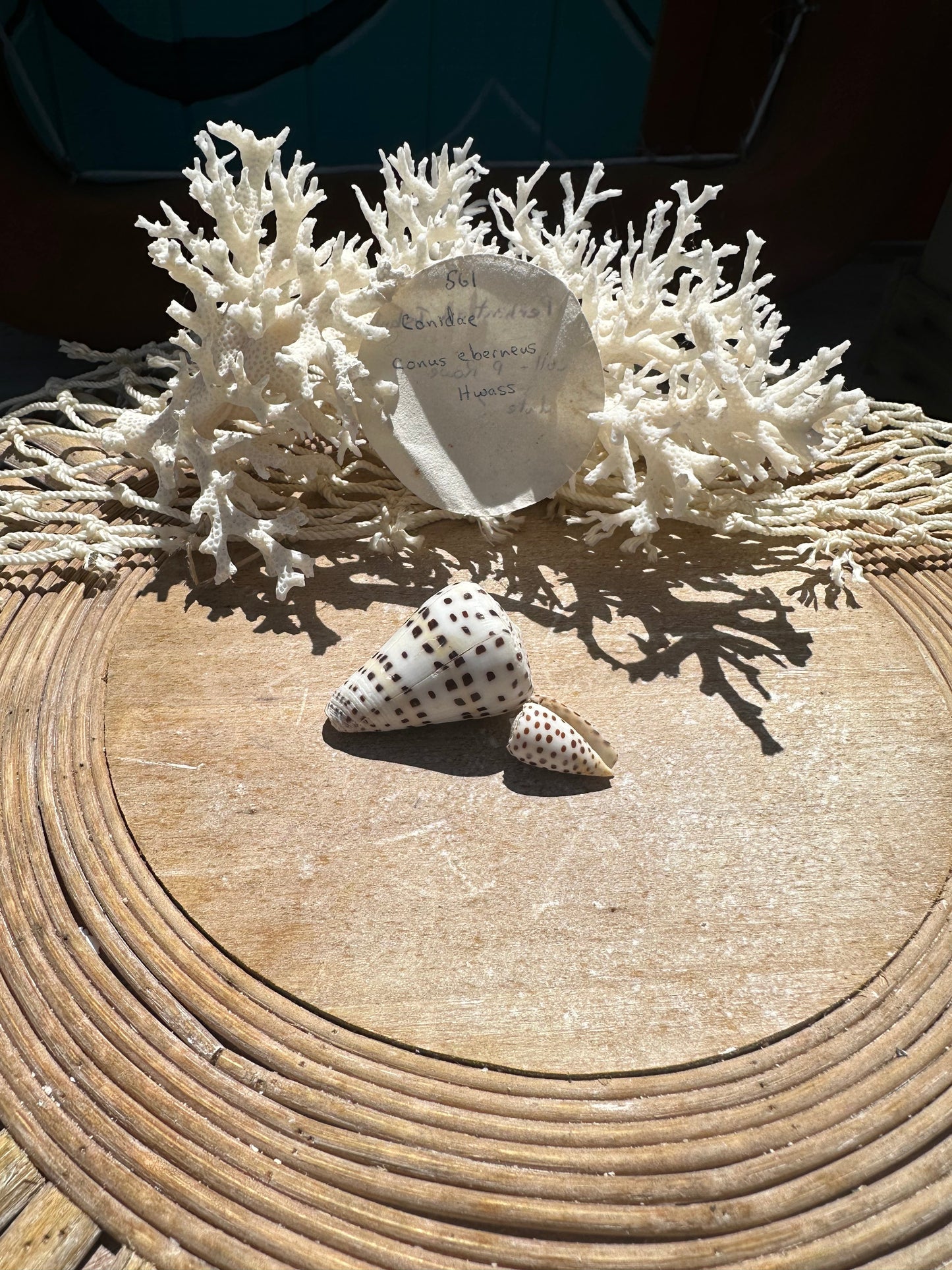Ivory Cone Shell Duo with Documentation – Perhentian Island – Set of 2