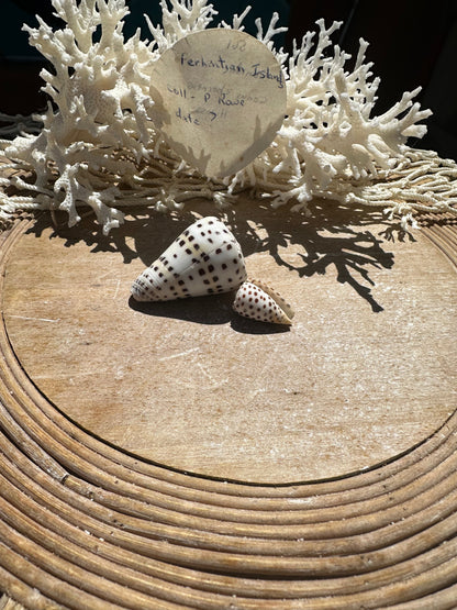Ivory Cone Shell Duo with Documentation – Perhentian Island – Set of 2