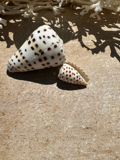 Ivory Cone Shell Duo with Documentation – Perhentian Island – Set of 2