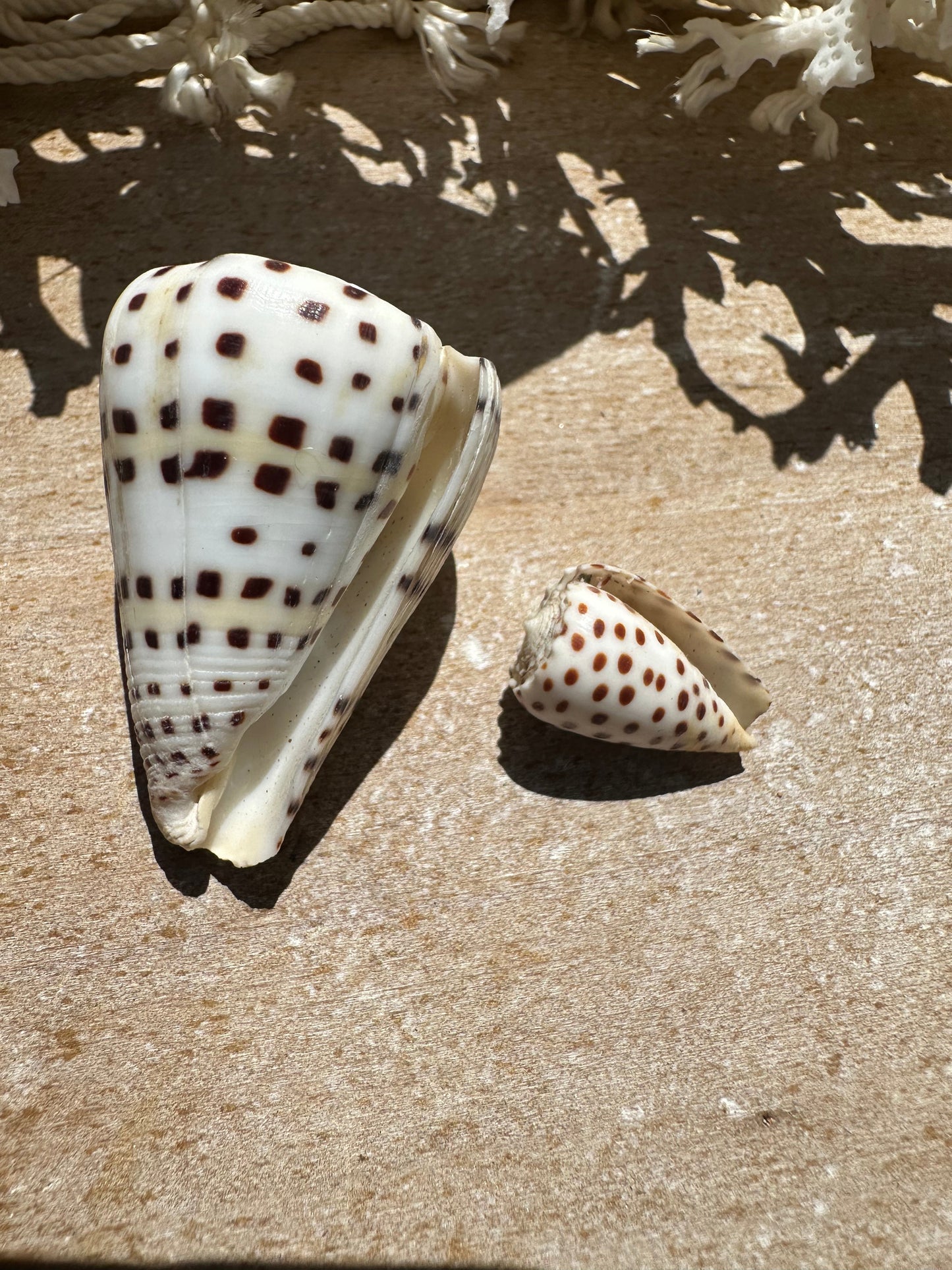Ivory Cone Shell Duo with Documentation – Perhentian Island – Set of 2