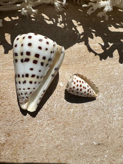 Ivory Cone Shell Duo with Documentation – Perhentian Island – Set of 2