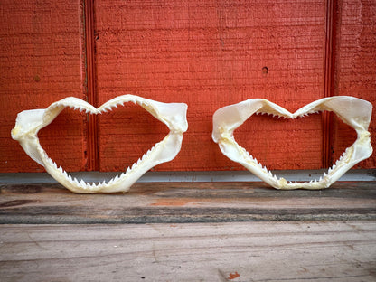 Authentic Shark Jaws