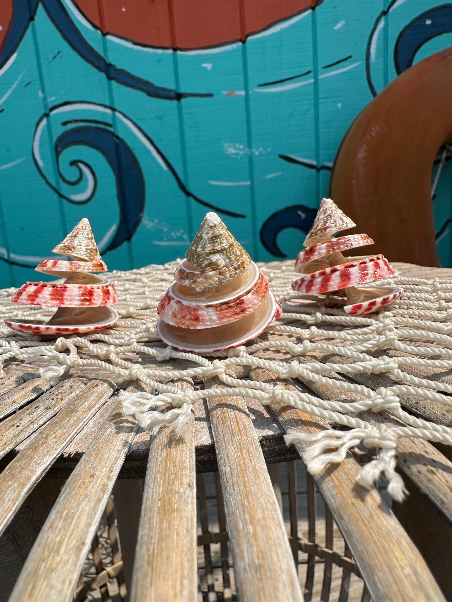 Spiral Cut Strawberry Trochus Shell