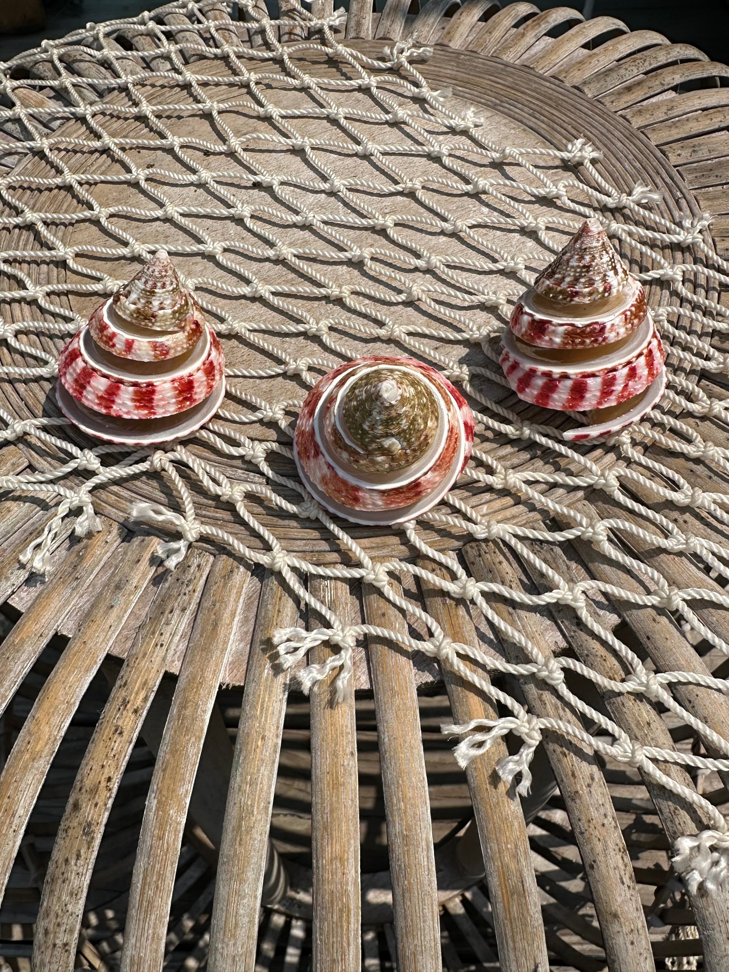 Spiral Cut Strawberry Trochus Shell