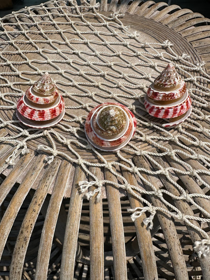 Spiral Cut Strawberry Trochus Shell