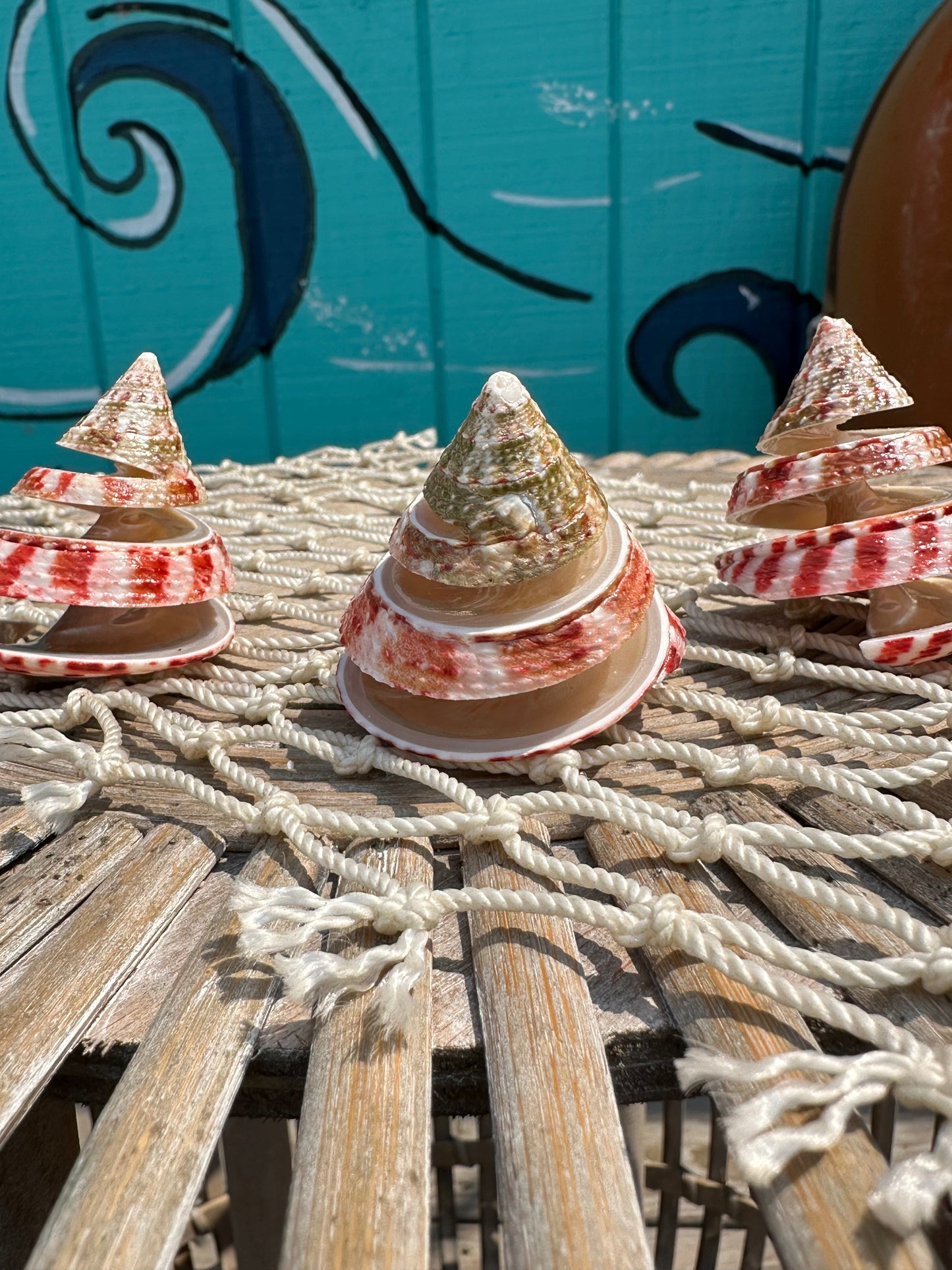 Spiral Cut Strawberry Trochus Shell