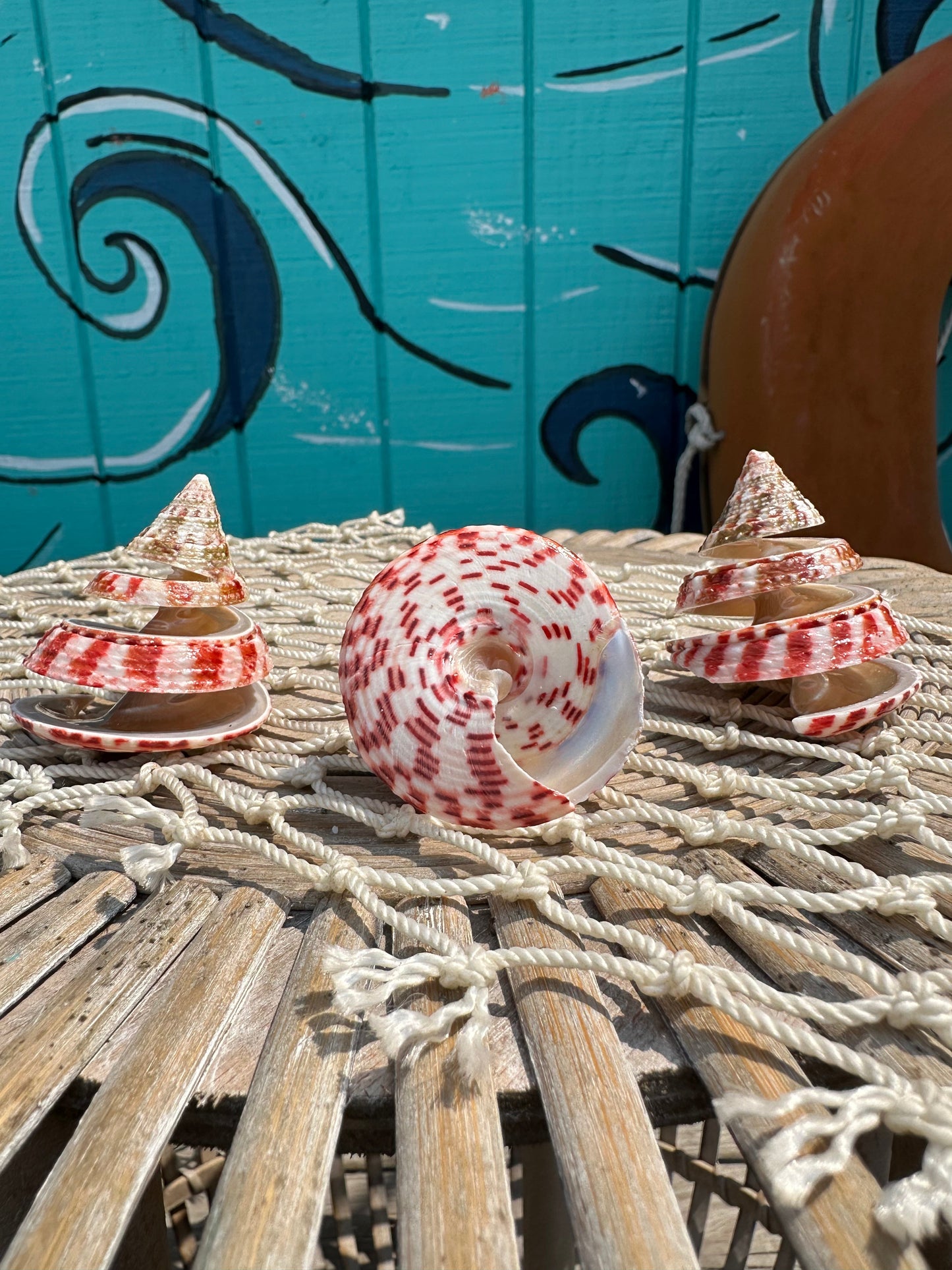 Spiral Cut Strawberry Trochus Shell