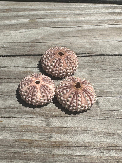 Abracia lixula Black Sea Urchin Shell