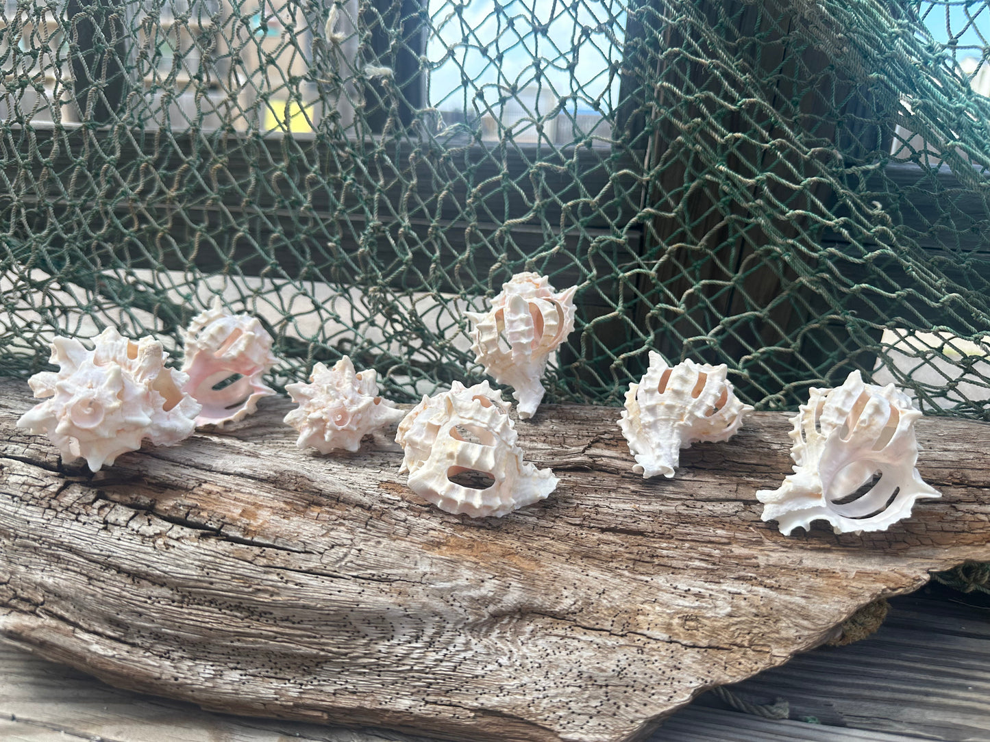 Vintage Sliced Pink Murex Shells