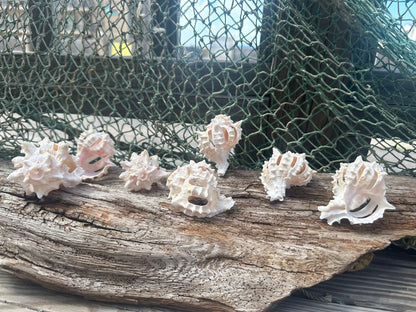 Vintage Sliced Pink Murex Shells