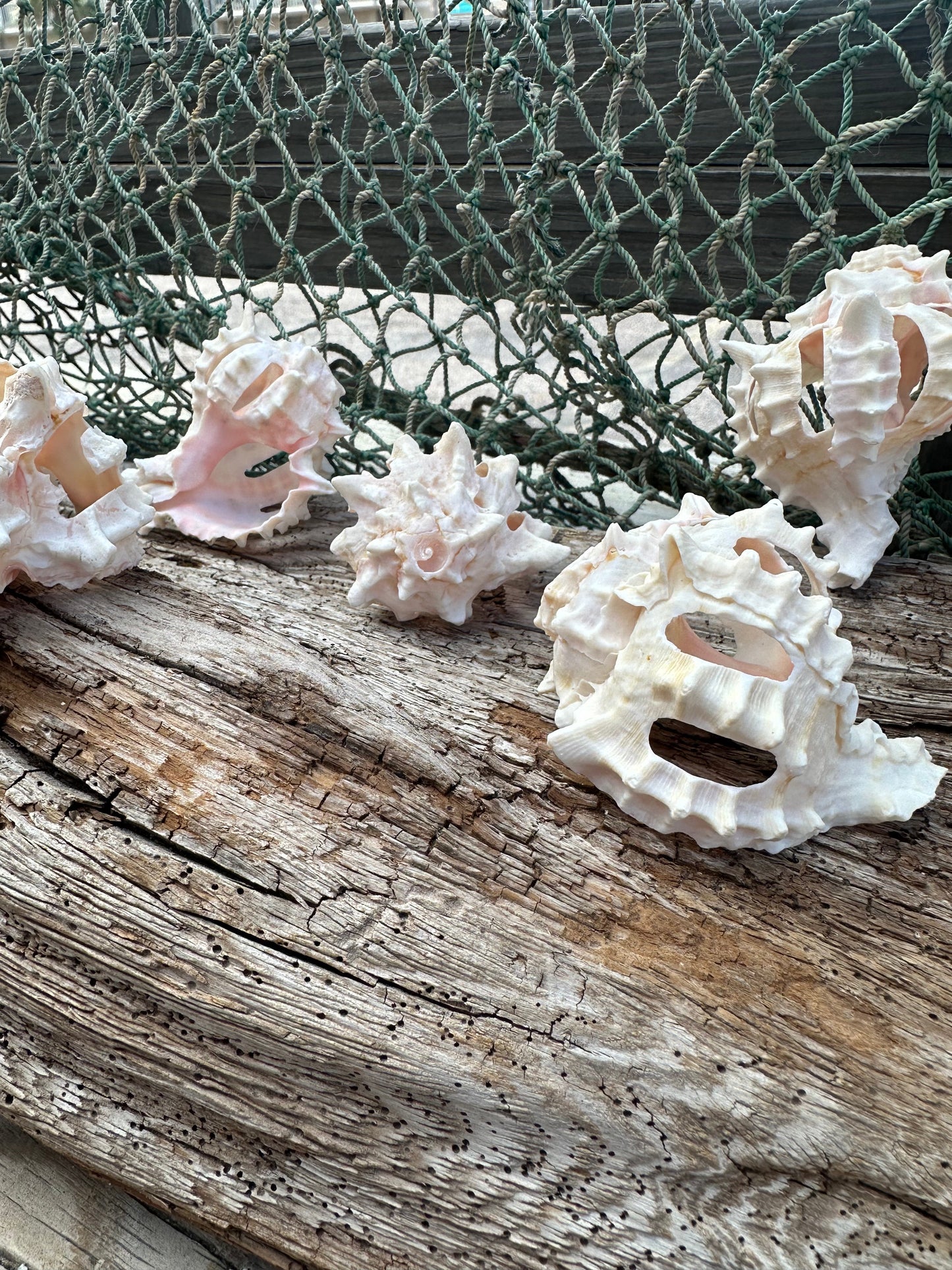 Vintage Sliced Pink Murex Shells