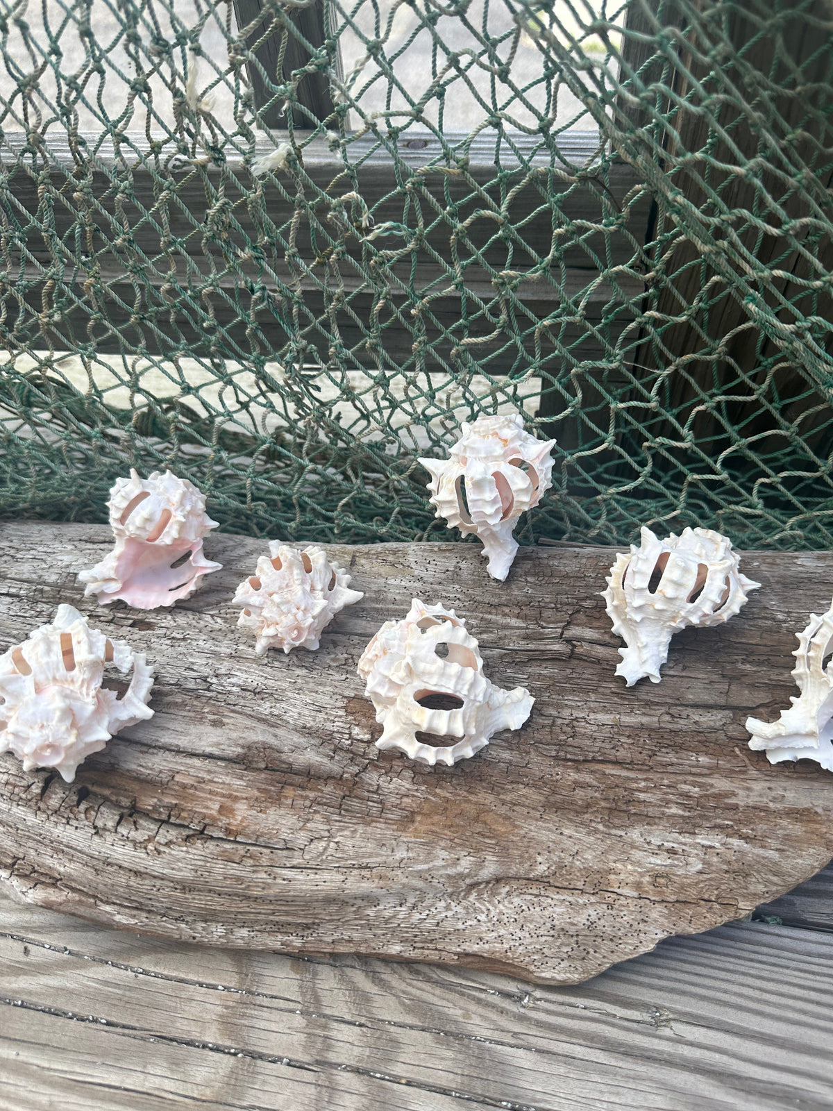 Vintage Sliced Pink Murex Shells