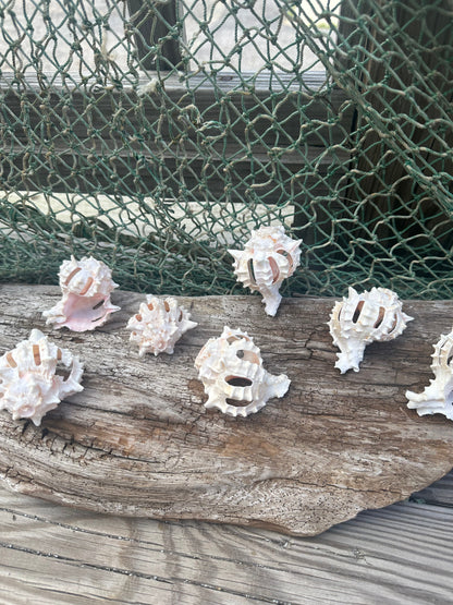 Vintage Sliced Pink Murex Shells