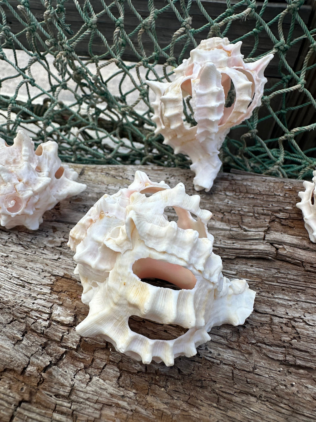 Vintage Sliced Pink Murex Shells