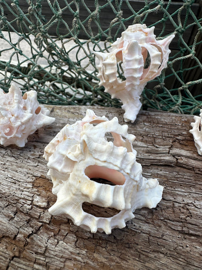 Vintage Sliced Pink Murex Shells