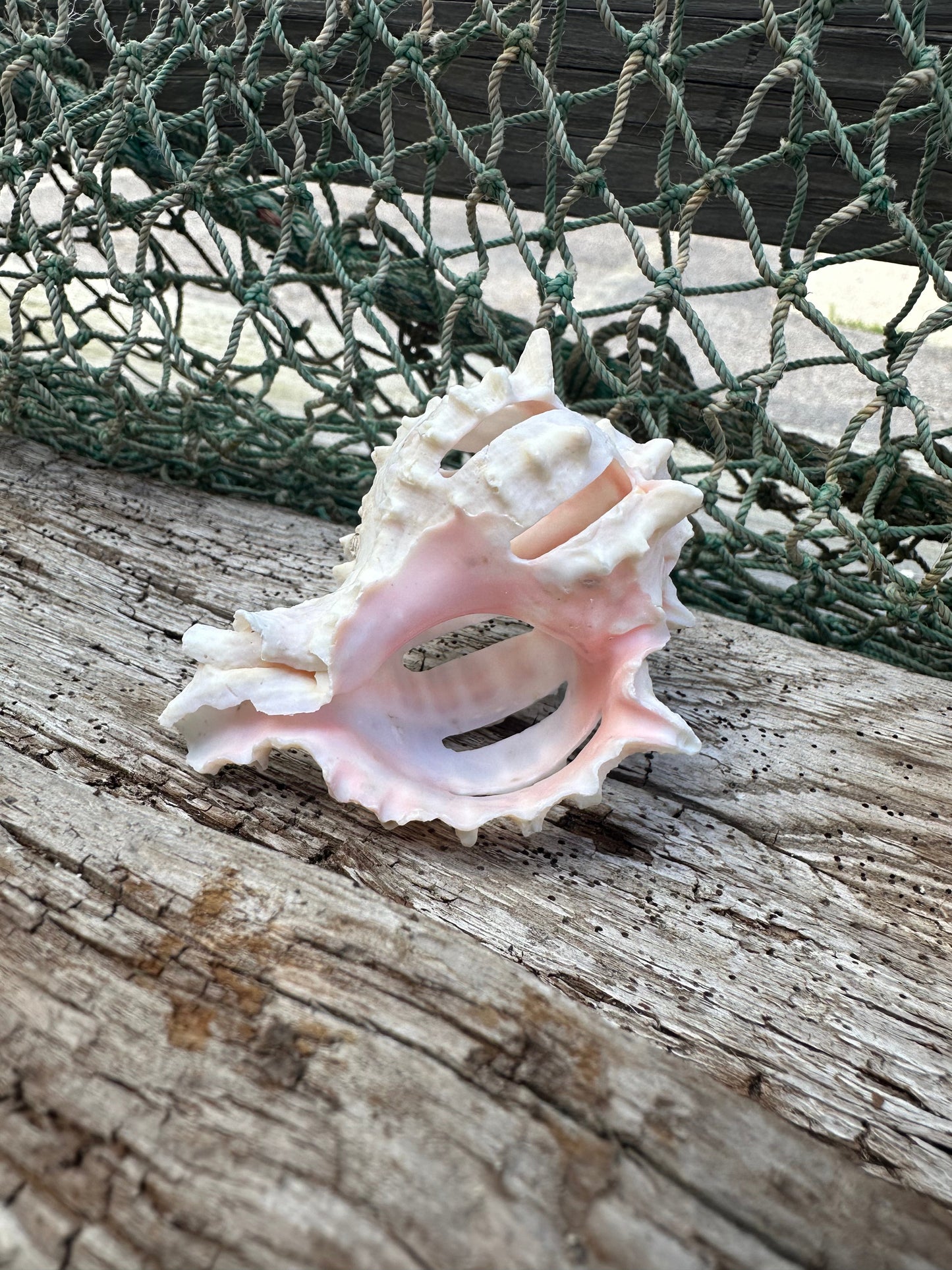 Vintage Sliced Pink Murex Shells