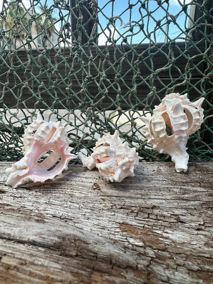 Vintage Sliced Pink Murex Shells