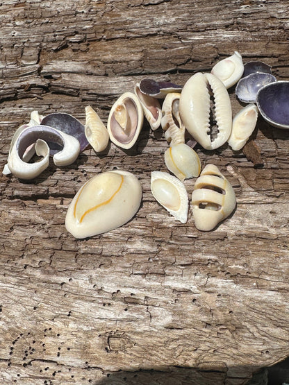 Sliced Cut Purple Cowrie Shell