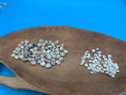 1 oz Pearl Umbonium Shells Button Snail – Small Craft Shells for DIY & Wedding Decor