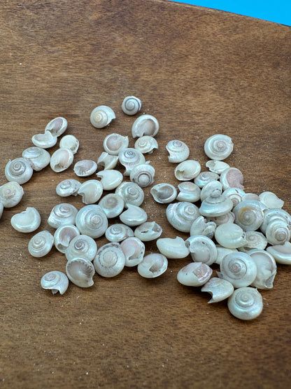 1 oz Pearl Umbonium Shells Button Snail – Small Craft Shells for DIY & Wedding Decor