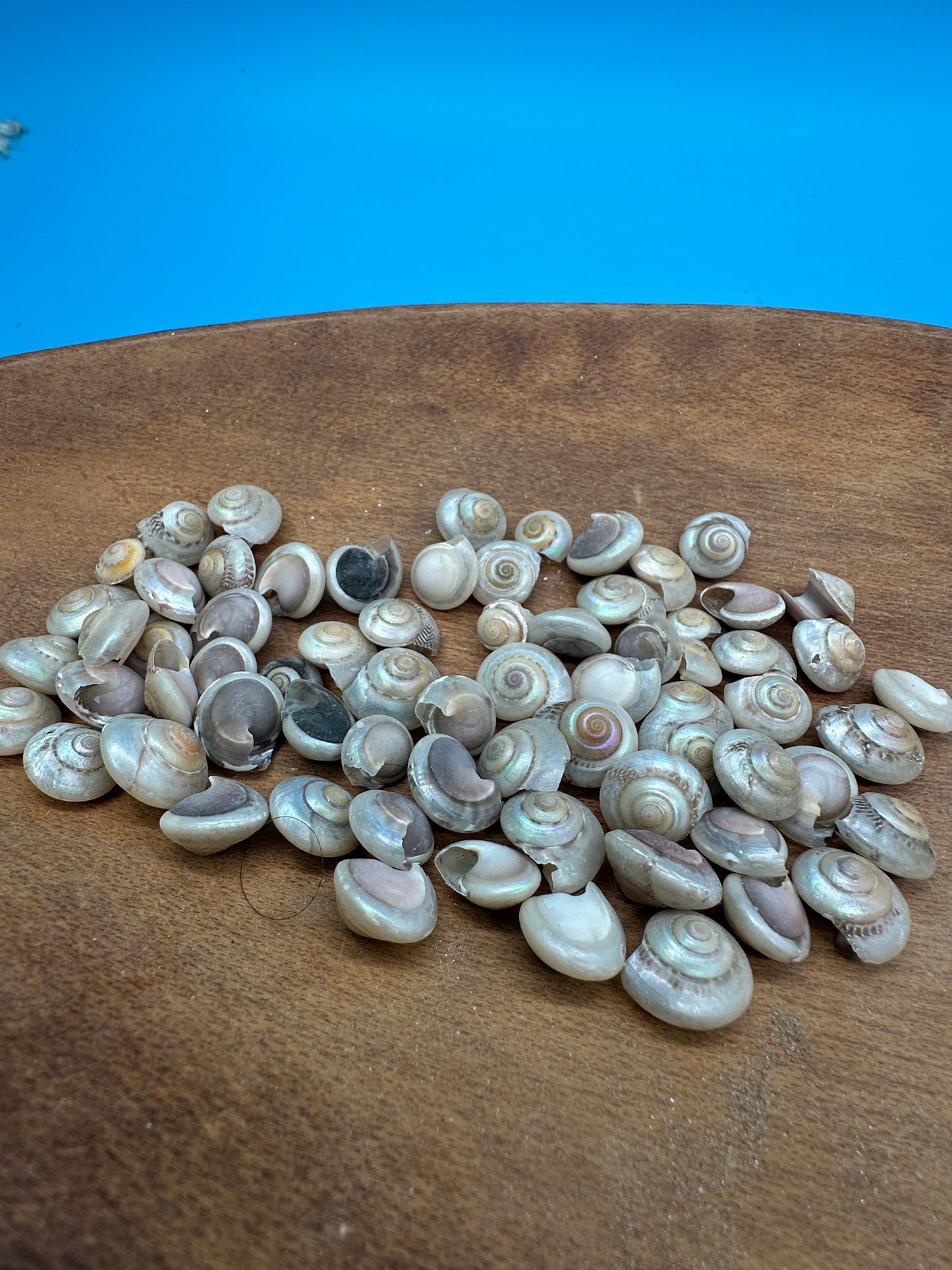 1 oz Pearl Umbonium Shells Button Snail – Small Craft Shells for DIY & Wedding Decor