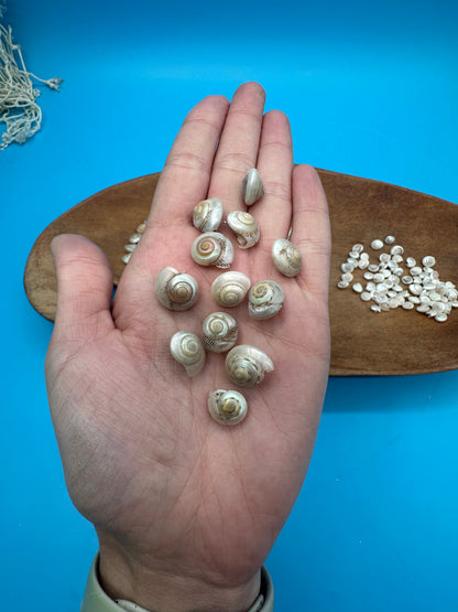 1 oz Pearl Umbonium Shells Button Snail – Small Craft Shells for DIY & Wedding Decor