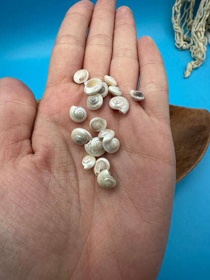 1 oz Pearl Umbonium Shells Button Snail – Small Craft Shells for DIY & Wedding Decor