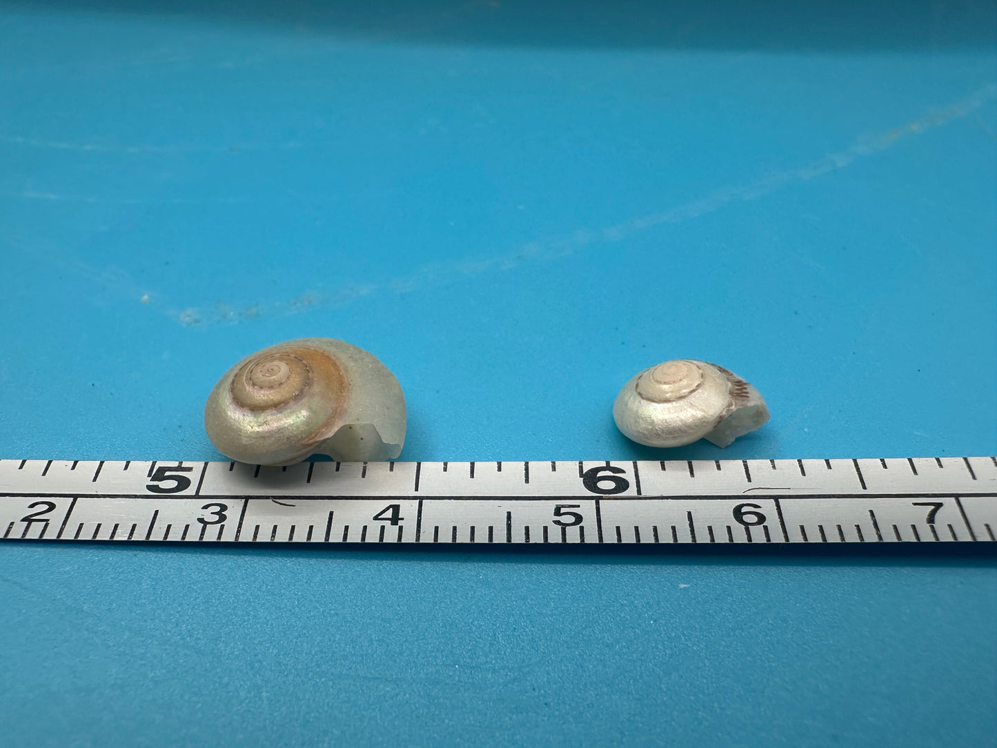 1 oz Pearl Umbonium Shells Button Snail – Small Craft Shells for DIY & Wedding Decor
