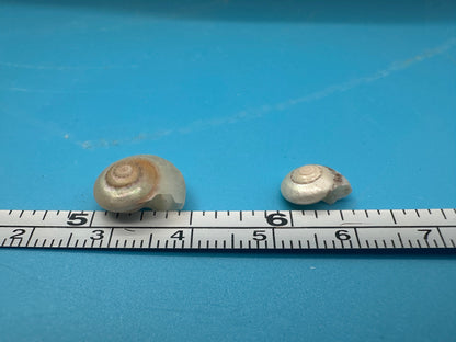 1 oz Pearl Umbonium Shells Button Snail – Small Craft Shells for DIY & Wedding Decor