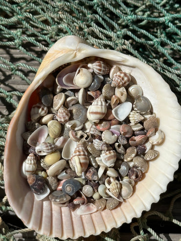 Bulk Tiny Natural Shell Mix - 1 oz Craft Shells for DIY Projects