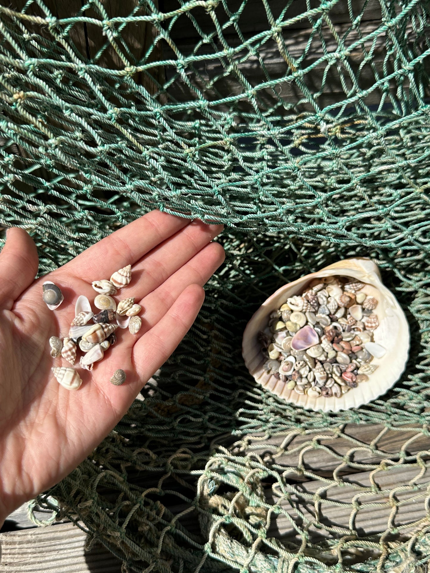 Bulk Tiny Natural Shell Mix - 1 oz Craft Shells for DIY Projects