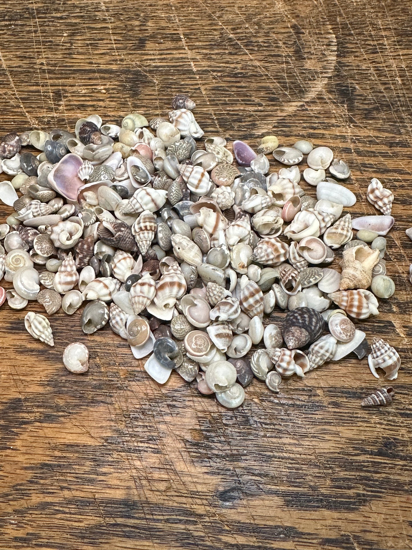 Bulk Tiny Natural Shell Mix - 1 oz Craft Shells for DIY Projects