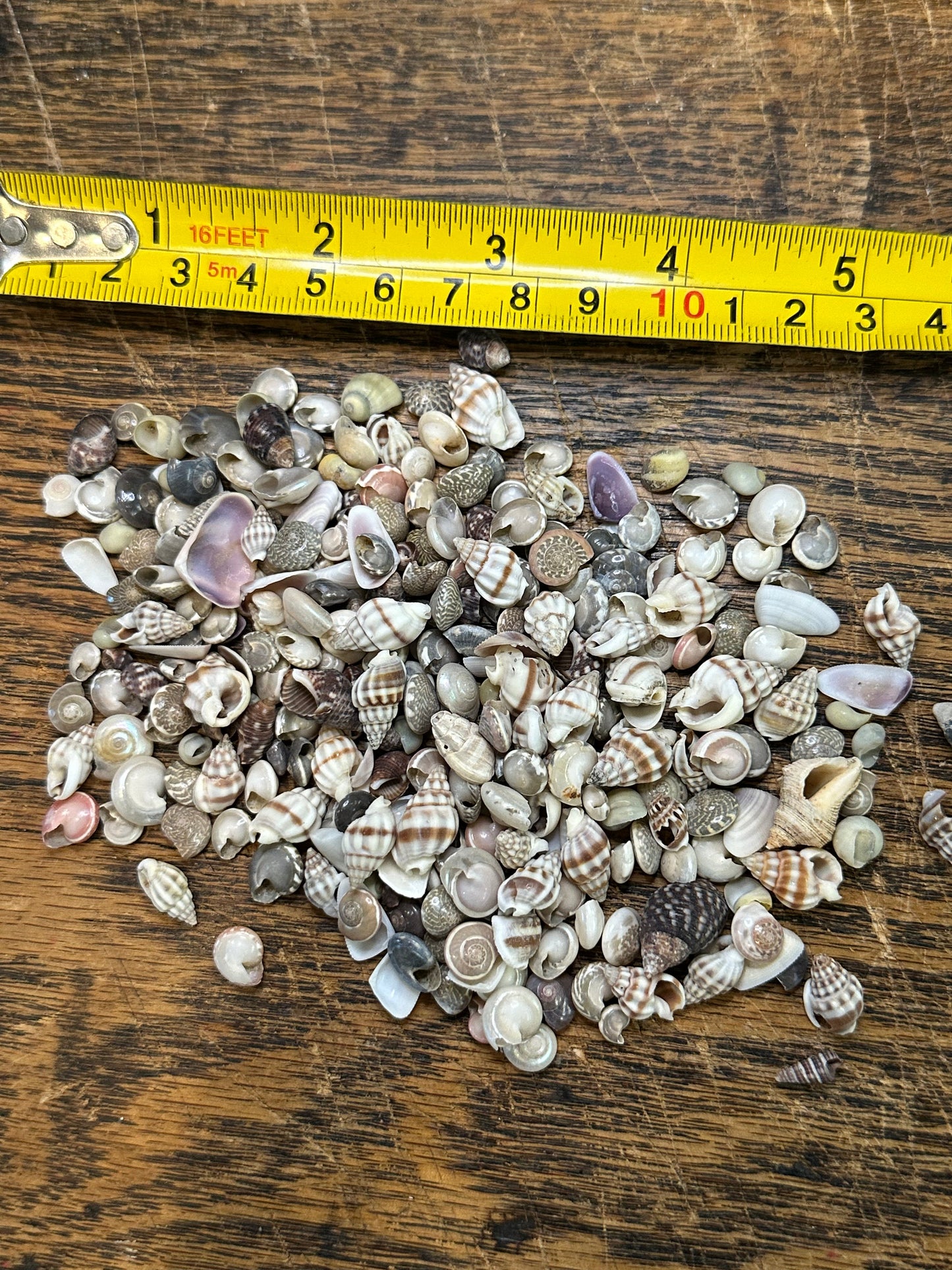 Bulk Tiny Natural Shell Mix - 1 oz Craft Shells for DIY Projects