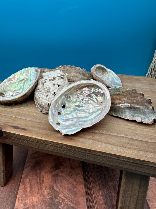 Bulk Raw Abalone Shells – Haliotis – Natural Craft Shells