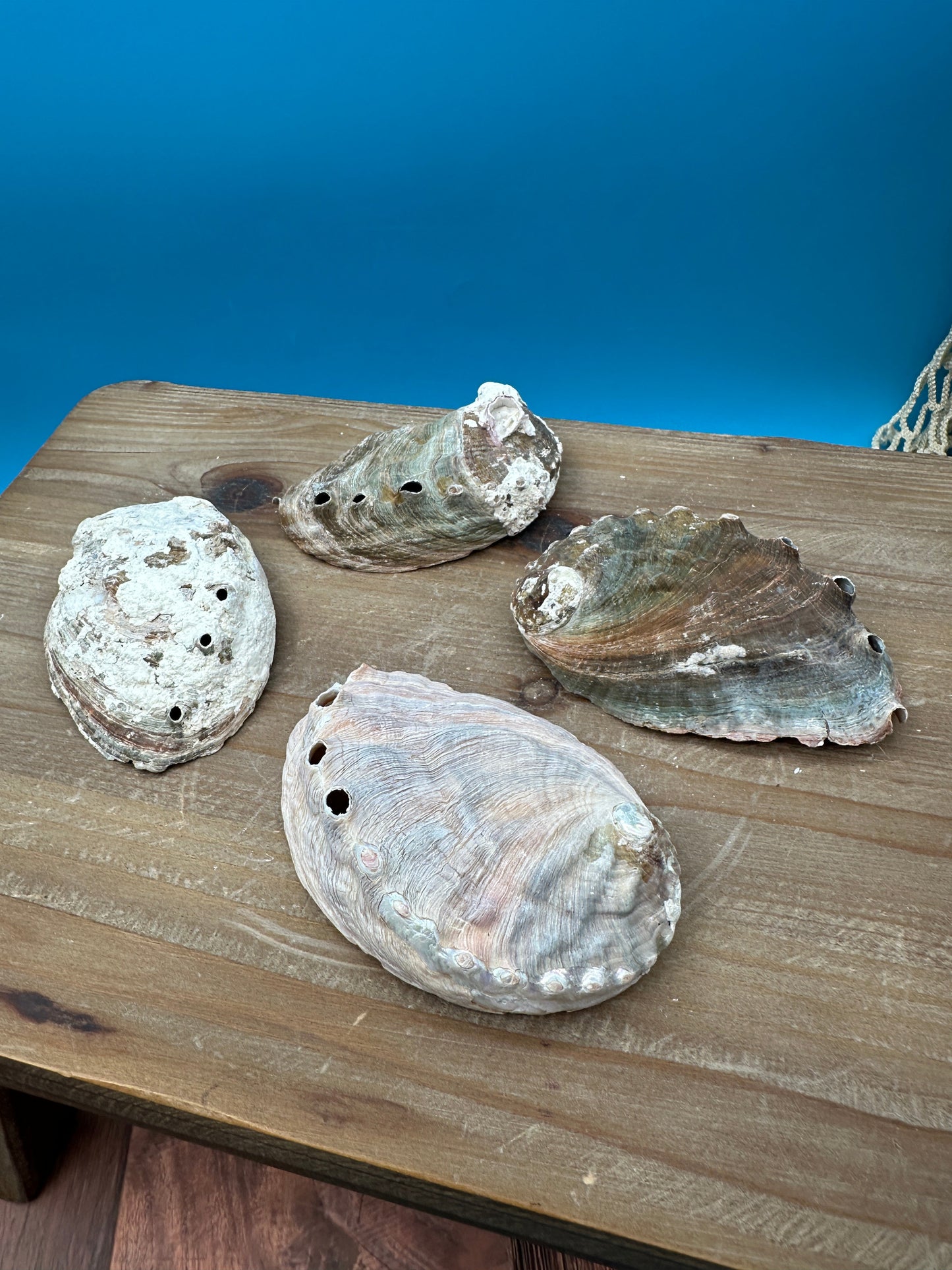 Bulk Raw Abalone Shells – Haliotis – Natural Craft Shells