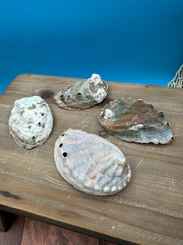 Bulk Raw Abalone Shells – Haliotis – Natural Craft Shells