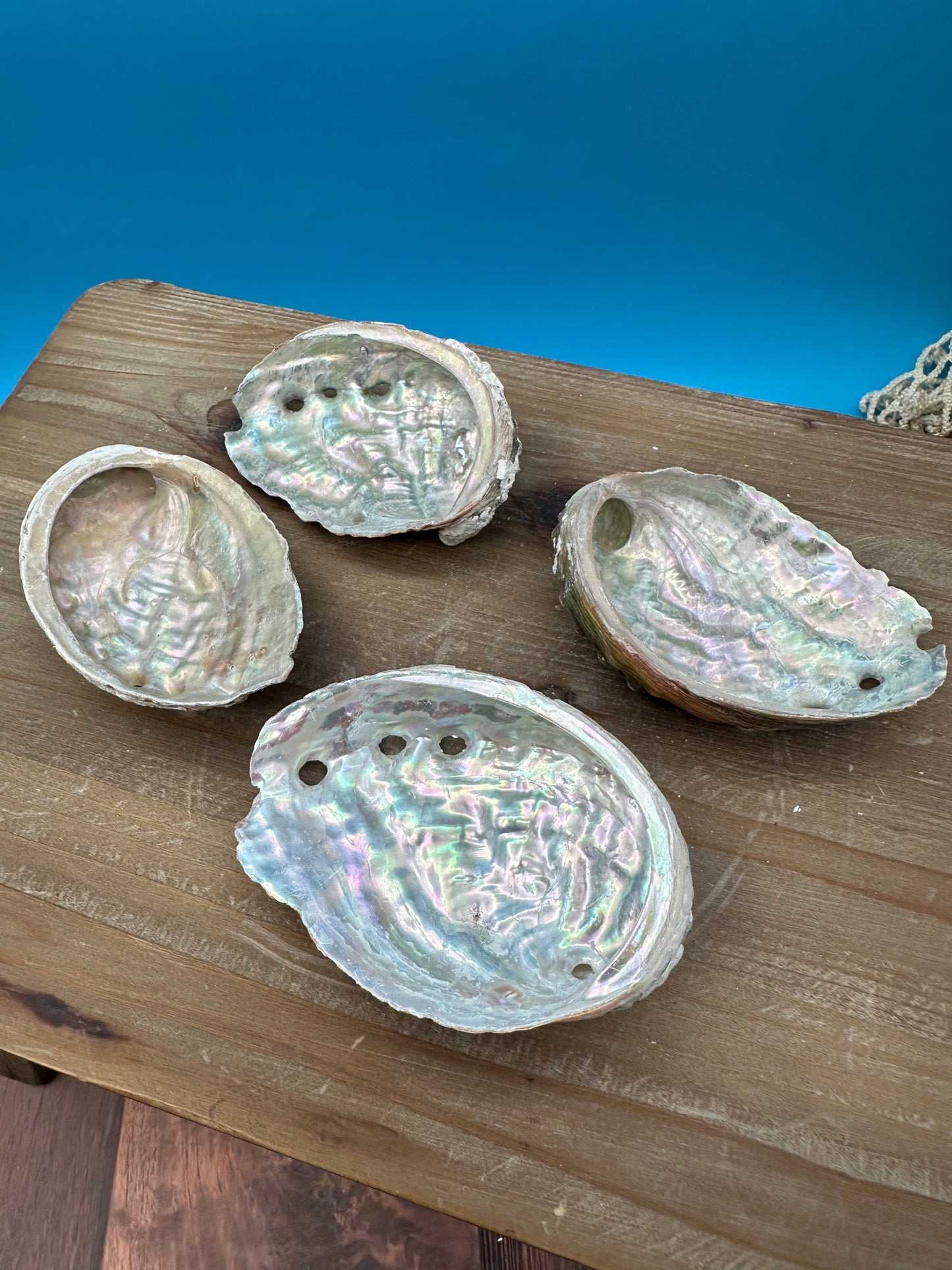 Bulk Raw Abalone Shells – Haliotis – Natural Craft Shells