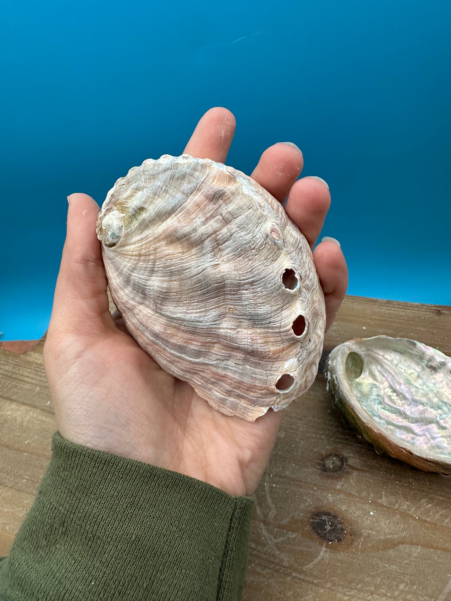 Bulk Raw Abalone Shells – Haliotis – Natural Craft Shells