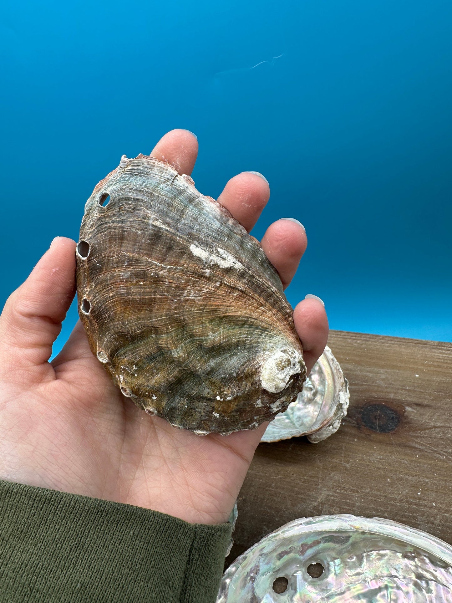 Bulk Raw Abalone Shells – Haliotis – Natural Craft Shells