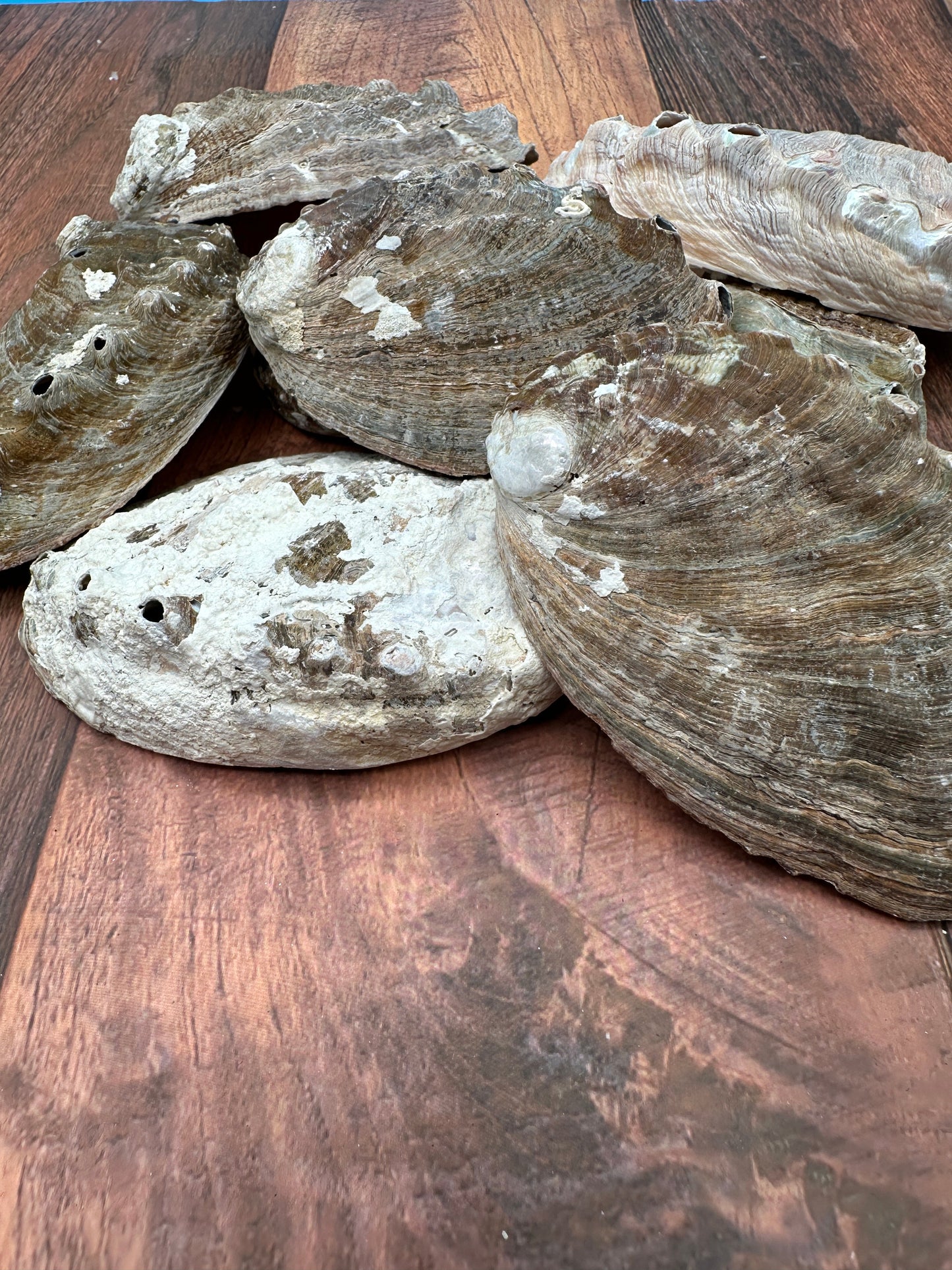 Bulk Raw Abalone Shells – Haliotis – Natural Craft Shells