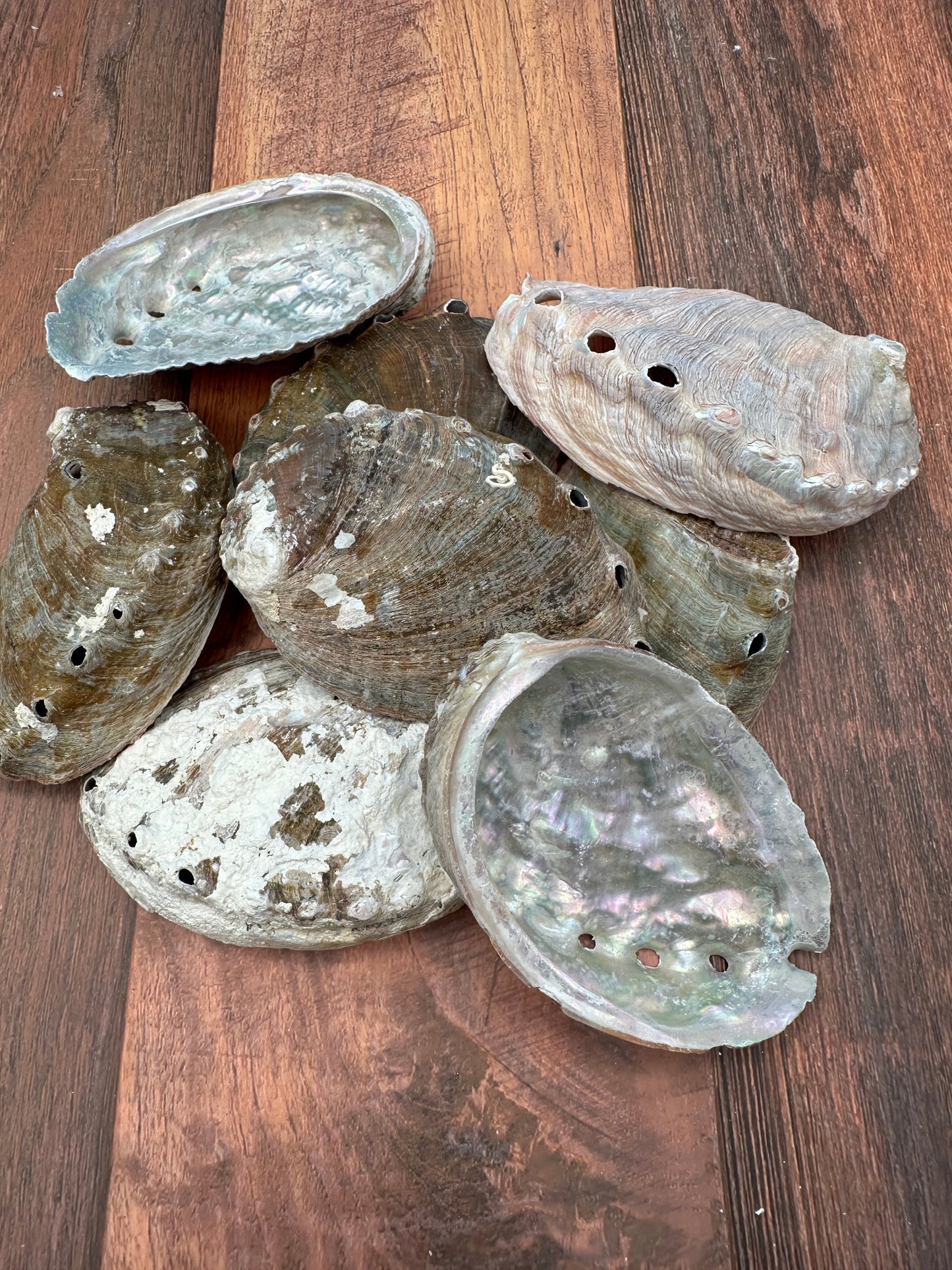 Bulk Raw Abalone Shells – Haliotis – Natural Craft Shells