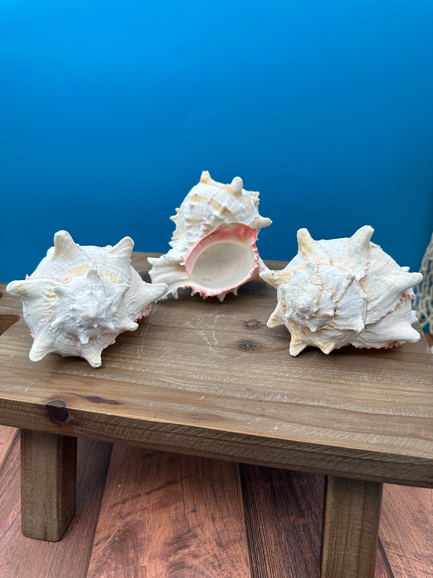 Cabbage Murex Shell – Hexaplex brassica