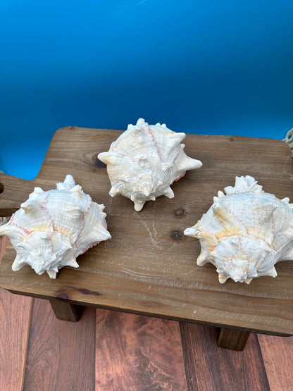 Cabbage Murex Shell – Hexaplex brassica